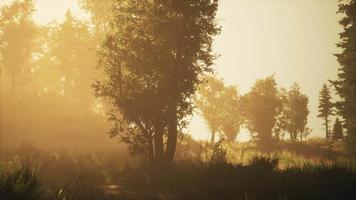 profondeur de la forêt de conifères avec la lumière du soleil magique passant entre les arbres video