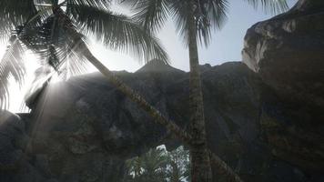 gros palmiers dans une grotte en pierre avec des rayons de soleil video