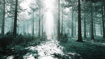 forêt d'épinettes du matin magique et brumeuse video