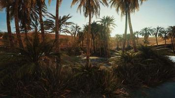 Palm Trees in Sahara Desert video