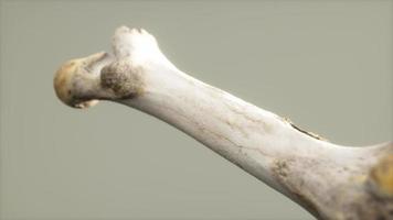 The leg bone of an big animal video