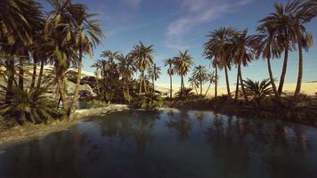 oasi idilliaca nel deserto del Sahara video