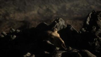 European mouflon ram skull in natural conditions in rocky mountains video