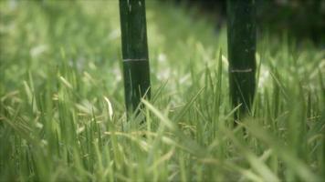 vers groen gras op het bos video