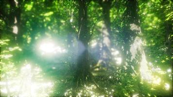 matin dans la forêt printanière brumeuse avec des rayons de soleil video