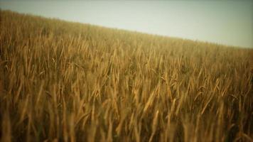 nuvens escuras de tempestade sobre o campo de trigo video