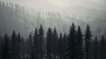 8k wintersneeuw bedekte kegelbomen op berghelling
