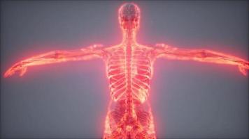 Blood Vessels of Human Body video