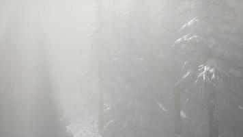 Misty Fog in Pine Forest on Mountain Slopes video