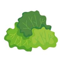 diseño de vector vegetal de lechuga aislada