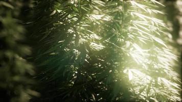 bosquets de plantes de marijuana sur le terrain