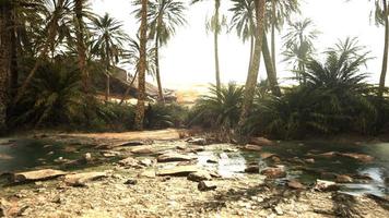 Pond and palm trees in desert oasis video