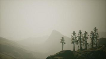 Misty forest on the mountain slope video