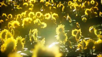 girasoles que florecen a finales de verano video