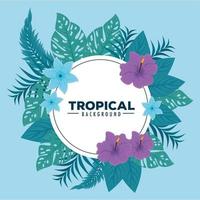 tropical background, frame circular with hibiscus, branches and tropical leaves vector