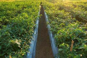 Chilli pepper plantation in organic farm agriculture photo