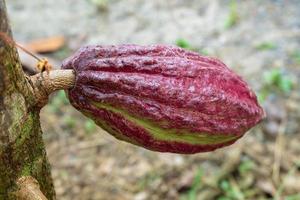 Red cacao pods that grow on cacao trees. photo