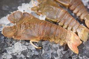 Raw flathead lobster shrimps on ice, fresh slipper lobster flathead for cooking on dark background in the seafood restaurant or seafood market, Rock Lobster Moreton Bay Bug photo