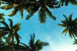 Tropical nature background with palm trees and blue sky photo