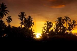 Sunset of tropical landscape with orange sky and coconut silhouette photo