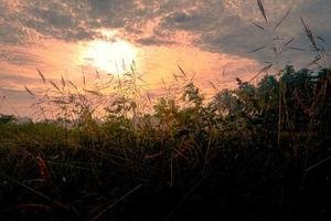 silueta de hierba y cielo al atardecer foto