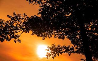 tree branches silhouette background with orange sunset sky photo