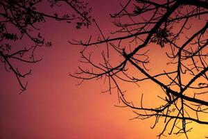 Branches of tree in silhouette with sunset background photo