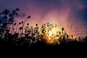 colorido fondo de puesta de sol con silueta de hierba foto