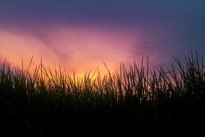 Grass silhouette background with colorful sky photo