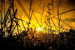 Grass in silhouette background and sunset sky photo