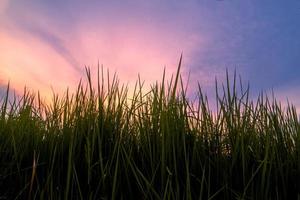 fondo de silueta de hierba con cielo colorido foto