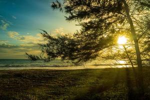Beach sunset landscape with pine tree photo