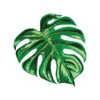 Monstera Leaf Illustration vector