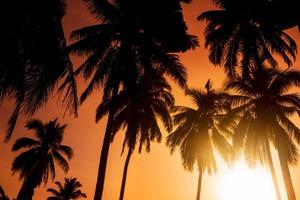 Palm trees silhouette and sunset sky photo