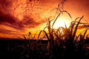 Grass silhouette against the sunset sky photo