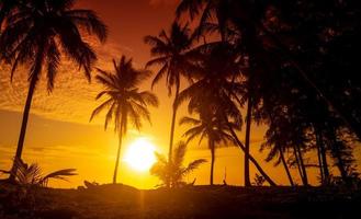 panorama de puesta de sol tropical con cocoteros