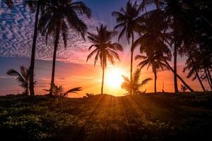 Tropical sunset panorama with coconut trees photo