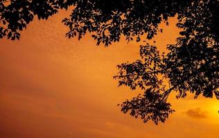 tree branches silhouette background with orange sunset sky photo