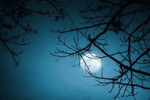 tree branch and moon background photo