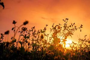 sunset background with grass and weeds in silhouette photo