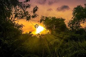 Sunset view in forest with sunrays photo