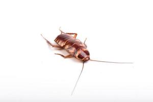 A juvenile cockroach on a white background photo