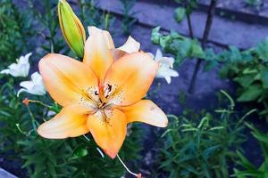 The flower of a yellow lily growing in a summer garden. photo