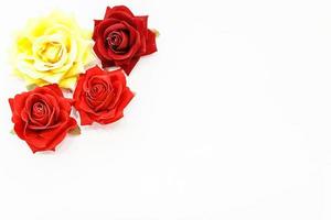 red in purple roses on a white background photo