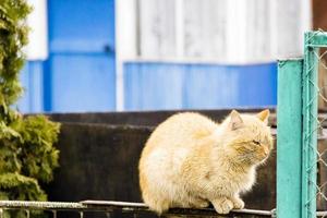 beautiful redhead cat sitting on the fence photo