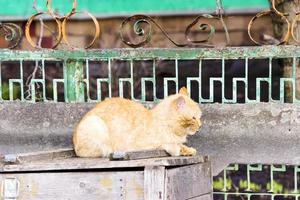 hermoso gato pelirrojo sentado en la cerca foto