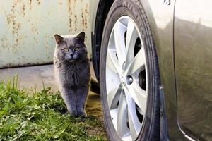 One cat gray sit next to car wheel in parking lot photo