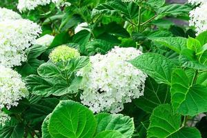 white hydrangea flowers after the rain the summer photo