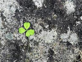 Clover with four leaves on natural stone background. Symbol of luck and dreaming. Shamrock plant, luck bringer. Nature background with empty space. St Patrick day card photo