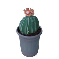 Cactus Plant in pot isolated on white background. photo